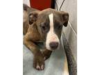 Adopt Gimlet a Pit Bull Terrier, Mixed Breed