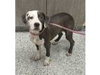 Adopt Bellini a Pit Bull Terrier, Mixed Breed