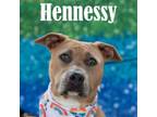 Adopt Hennesy a Pit Bull Terrier
