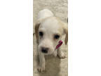 Adopt Piglet - Winnie the Pooh Litter a Mixed Breed