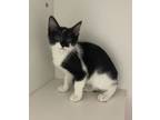 Adopt MJ ~ Available at J&K Mego Pet in Wabash, IN! a Domestic Short Hair