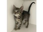Adopt Melodie ~ Available at J&K Mega Pet in Wabash, IN! a Domestic Short Hair