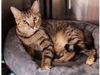 Adopt Mocha - SC (PetSmart Laurens Rd) a Domestic Short Hair