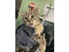 Adopt TOADETTE a Domestic Short Hair