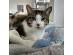 Adopt Sheila (bonded with Stanley) a Domestic Short Hair
