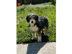 Adopt Biscotti a Bernese Mountain Dog, Poodle