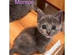 Adopt Monroe a Domestic Short Hair