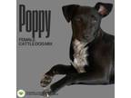 Adopt Poppy a Cattle Dog