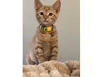 Adopt Boarders a Domestic Short Hair