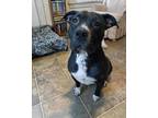 Adopt Maka a Pit Bull Terrier, American Staffordshire Terrier