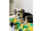 Adopt Dj a Chinese Crested Dog