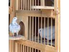 Adopt Bonk w/ Jeffrey a Pigeon