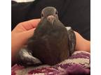 Adopt Tippy Toes w/ Bungalow a Pigeon