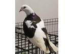 Adopt Mopsy a Pigeon
