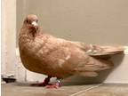 Adopt Red a Pigeon