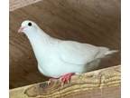 Adopt Persephone a Pigeon