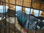 Adopt Bonnie w/ Clyde a Pigeon