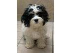 Adopt Penelope a Poodle, Cavalier King Charles Spaniel
