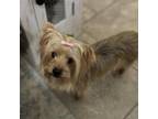 Adopt Nina Marie a Yorkshire Terrier