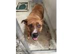 Adopt MOLLY a Boxer, Staffordshire Bull Terrier