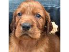 Irish Setter Puppy for sale in Cleveland, TN, USA