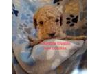 Mutt Puppy for sale in Milwaukee, WI, USA