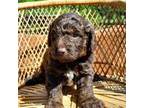 Miniature Labradoodle Puppy for sale in Millville, MN, USA