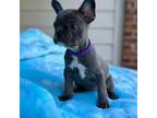 French Bulldog Puppy for sale in Memphis, TN, USA