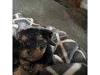 Yorkshire Terrier Puppy for sale in Eastpointe, MI, USA