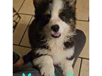 Pembroke Welsh Corgi Puppy for sale in Norwood, MO, USA