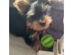 Yorkshire Terrier Puppy for sale in Quincy, MA, USA