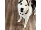 Siberian Husky Puppy for sale in Hermitage, TN, USA