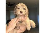Labradoodle Puppy for sale in Haslet, TX, USA
