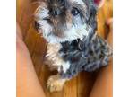 Shih Tzu Puppy for sale in Euclid, OH, USA