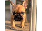French Bulldog Puppy for sale in Fulshear, TX, USA