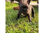 French Bulldog Puppy for sale in Fulshear, TX, USA