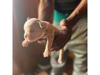 Mutt Puppy for sale in Dearborn, MI, USA