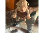 Mutt Puppy for sale in Dearborn, MI, USA