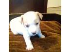 Parson Russell Terrier Puppy for sale in Arlington, WA, USA