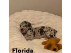 Great Dane Puppy for sale in Lehigh Acres, FL, USA