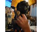 Bichon Frise Puppy for sale in Burton, WV, USA