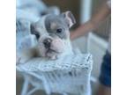 Bulldog Puppy for sale in Williamsburg, VA, USA