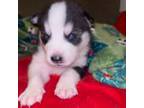 Siberian Husky Puppy for sale in Bakersfield, CA, USA