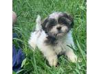 Shih Tzu Puppy for sale in North Port, FL, USA