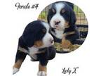 Bernese Mountain Dog Puppy for sale in Lakewood, CO, USA