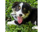 Pembroke Welsh Corgi Puppy for sale in Tupelo, MS, USA