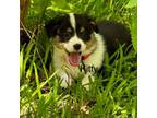 Pembroke Welsh Corgi Puppy for sale in Tupelo, MS, USA