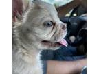 French Bulldog Puppy for sale in Port Charlotte, FL, USA