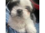 Shih Tzu Puppy for sale in Arlington, VA, USA