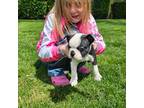 Boston Terrier Puppy for sale in Kent, WA, USA